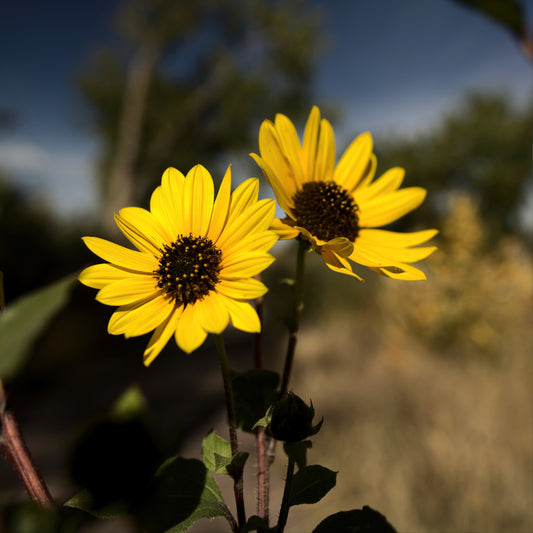 Platte Flowers